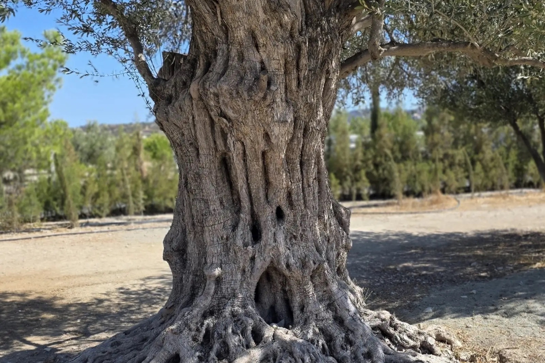 1 bedroom detached house in Larnaca Skarinou Area